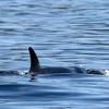 undefined A-Pod Cast For Killer Whales