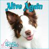undefined Alive Again - Pet Reincarnation on Pet Life Radio