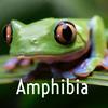 undefined Amphibia