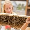 undefined Beekeeping Made Simple