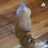 undefined Chihuahua Love