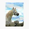 undefined Connemara Pony Tales