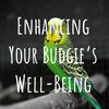 undefined Enhancing Your Budgie's Well-Being: A Comprehensive Guide