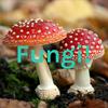 undefined Fungi!