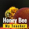 undefined Honey Bee My Teacher