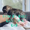 undefined How to take care of a cat