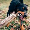 undefined How To: Train Your Puppy
