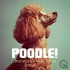 undefined POODLE!