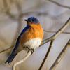 undefined Return of the Birds