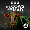 undefined The Cows Are Mad