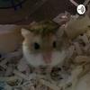 undefined The hamster care podcast!