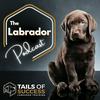 undefined The Labrador Podcast - From Tails of Success Labrador Training