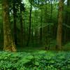 undefined The Understory Bard