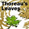 undefined Thoreau's Leaves: the Thoreau Podcast