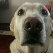 Podcast A Guy, a dog, and a pizza podcast.