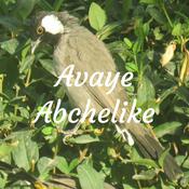 Podcast Avaye Abchelike