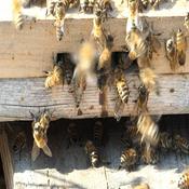 Podcast Bee Calm