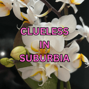 Podcast Clueless in Suburbia