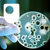 Podcast Investigating bacterial communication - for iPod/iPhone