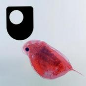 Podcast Investigating flagellates, plankton and filter feeders - for iPod/iPhone