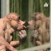 Podcast Just a Reminder Boxing Talk