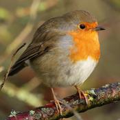 Podcast Life Through Feathers