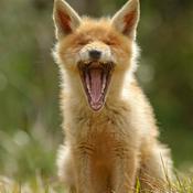 Podcast Loving A Fox