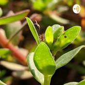 Podcast Masuk Eko Podcast