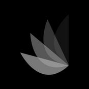 Podcast Dalia Talks