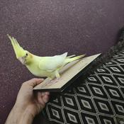 Podcast مقدمه روانشناسی تصویر ذهنی