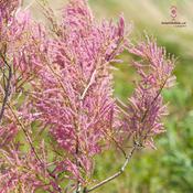 Podcast نباتات حديقة القرآن النباتية