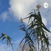 Podcast Pan y Arroz 🍞 🍚