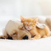 Podcast Pets-R-Us: Health For Dogs and Cats