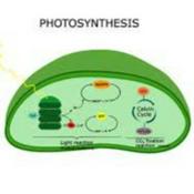 Podcast Photosynthesis