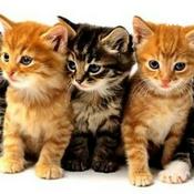 Podcast Radiogattiny