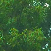 Podcast Relaxing sleep sounds