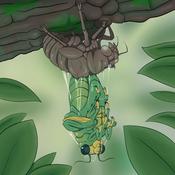 Podcast Talk Anything