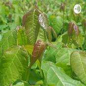 Podcast the Daily Itch