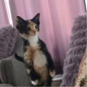 Podcast the daily rants