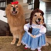 Podcast The Wizard of Paws