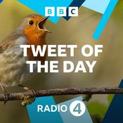 Podcast Tweet of the Day