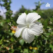 Podcast voicedbyventura