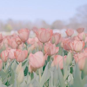 Listen to 纯音乐/500首无版权音频素材 Vlog BGM in the App