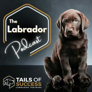 Listen to The Labrador Podcast - From Tails of Success Labrador Training in the App