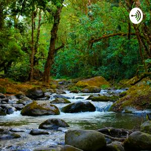 Listen to Tropical forest sounds in the App