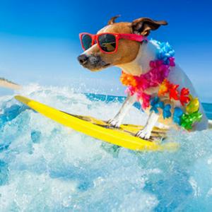 The Space Coast Pet Podcast
