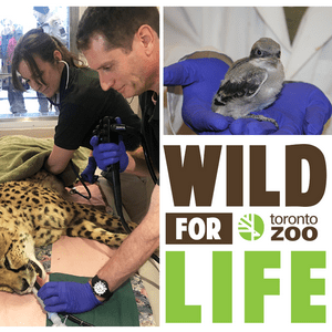 Listen to Wild For Life in the App